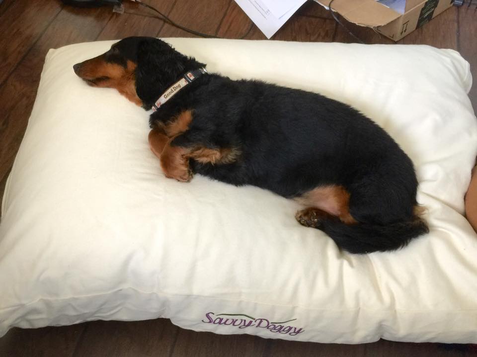 Black and brown dachshund lying down on white dog bed.