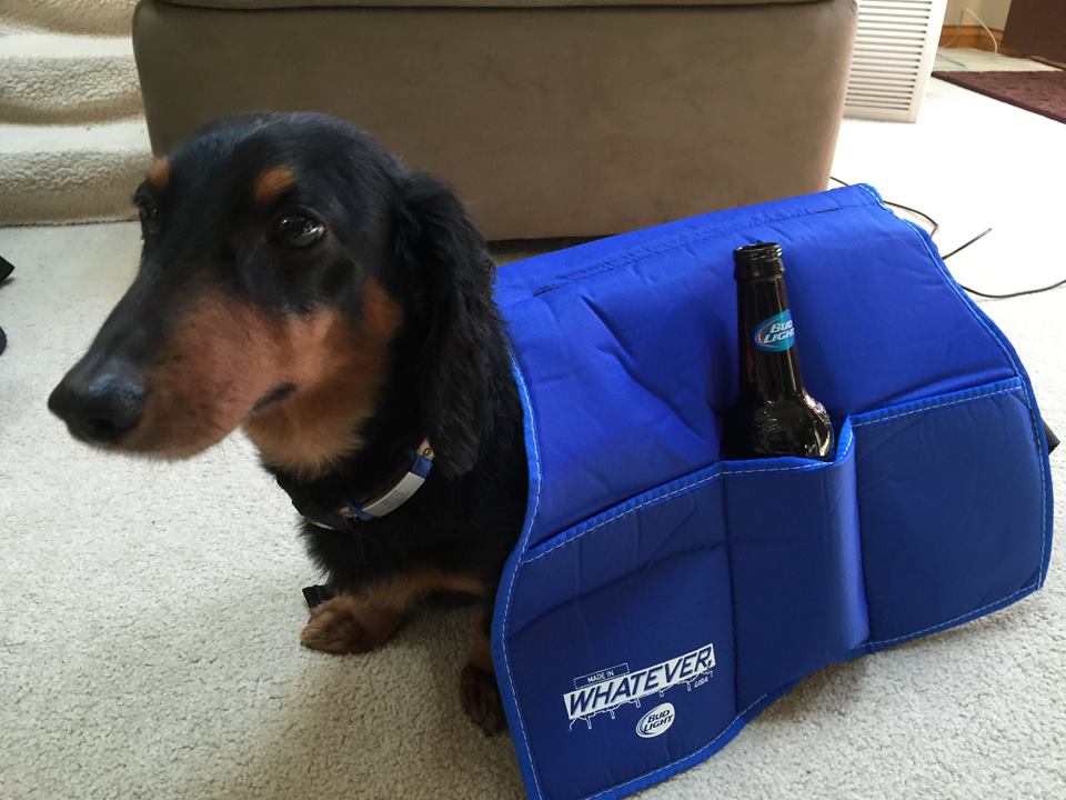 Black and brown miniature dachshund wearing a blue beer rover vest.