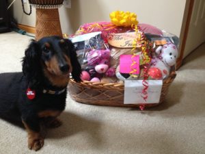 Black and brown dachshund in front of puppy care package